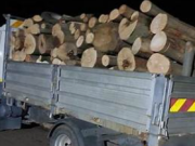 Trei bărbați reținuți în Bihor pentru tăiere ilegală de arbori și conducere fără permis