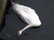 Alertă sanitar-veterinară în Oradea – caz de gripă aviară confirmat la o lebădă