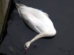 Alertă sanitar-veterinară în Oradea – caz de gripă aviară confirmat la o lebădă