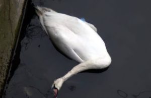 Alertă sanitar-veterinară în Oradea – caz de gripă aviară confirmat la o lebădă