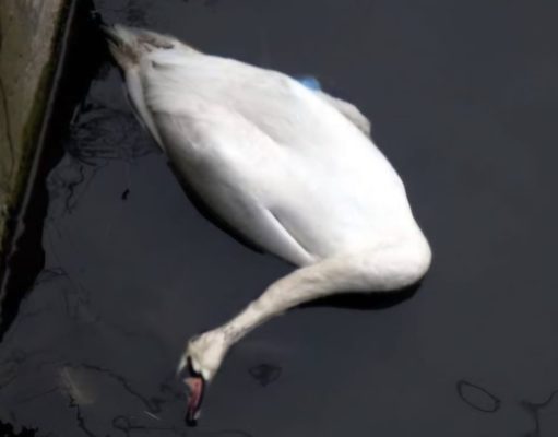 Alertă sanitar-veterinară în Oradea – caz de gripă aviară confirmat la o lebădă