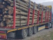 41 mc de lemne confiscate și autotren indisponibilizat