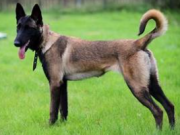Ciobănescul Belgian (Malinois)-cel mai inteligent caine